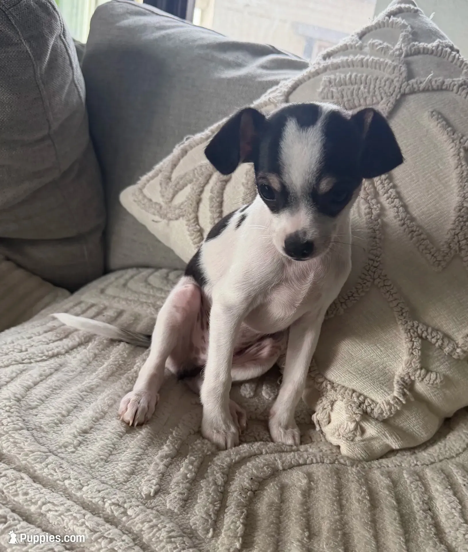 Mister , a male Cocker Spaniel and Chihuahua for sale in Happy Valley, OR – 1 of 4