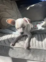 Coco , a male Chihuahua for sale in Happy Valley, OR – 4 of 4