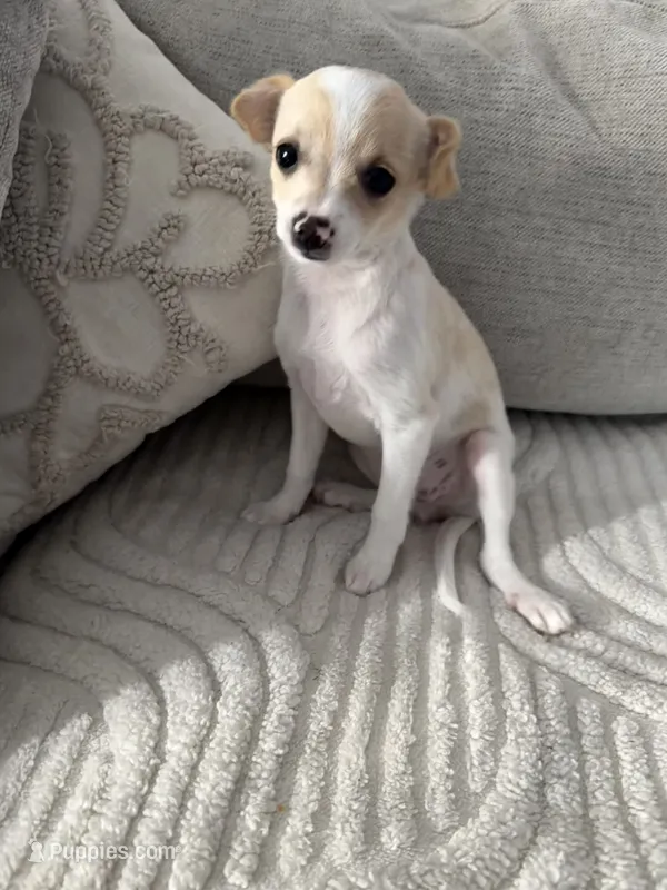 Cinnamon  – Chihuahua puppy for sale in Happy Valley, OR
