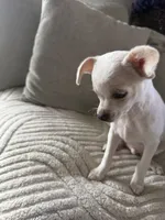 Snow , a male Cocker Spaniel and Chihuahua for sale in Happy Valley, OR – 5 of 6