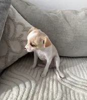 Cinnamon , a male Chihuahua for sale in Happy Valley, OR – 3 of 4