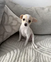 Cinnamon , a male Chihuahua for sale in Happy Valley, OR – 4 of 4