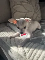 Coco , a male Chihuahua for sale in Happy Valley, OR – 2 of 4