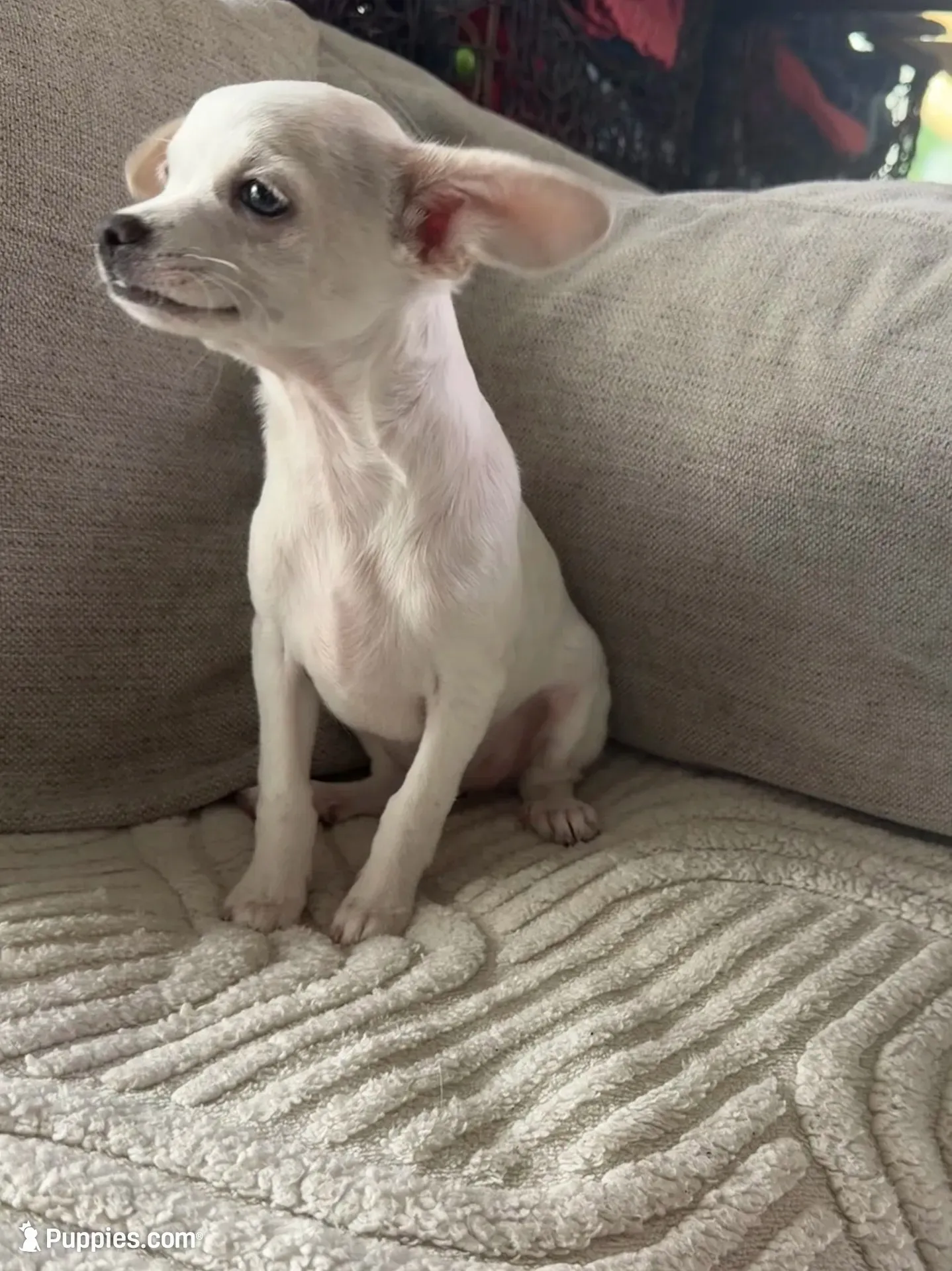 Snow , a male Cocker Spaniel and Chihuahua for sale in Happy Valley, OR – 1 of 6
