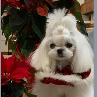 Sasha Korean Maltese, a female Maltese for sale in Denver, CO – Photo 4 of 5