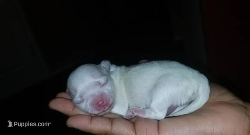 Sasha Korean Maltese