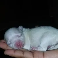 Sasha Korean Maltese, a female Maltese for sale in Denver, CO – Photo 1 of 5