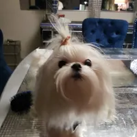 Sasha Korean Maltese, a female Maltese for sale in Denver, CO – Photo 3 of 5