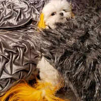 Sasha Korean Maltese, a female Maltese for sale in Denver, CO – Photo 2 of 5