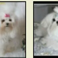 Sasha Korean Maltese, a female Maltese for sale in Denver, CO – Photo 5 of 5