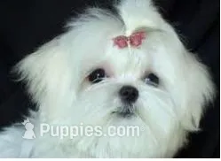 Sasha Korean Maltese – Maltese puppy for sale in Denver, CO