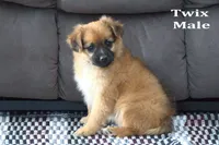 Twix , a male Jack Russell Terrier and Pomeranian for sale in Clare, MI – Photo 1 of 3