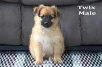 Twix , a male Jack Russell Terrier and Pomeranian for sale in Clare, MI – Photo 3 of 3