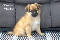 Twix , a male Jack Russell Terrier and Pomeranian for sale in Clare, MI – Photo 2 of 3