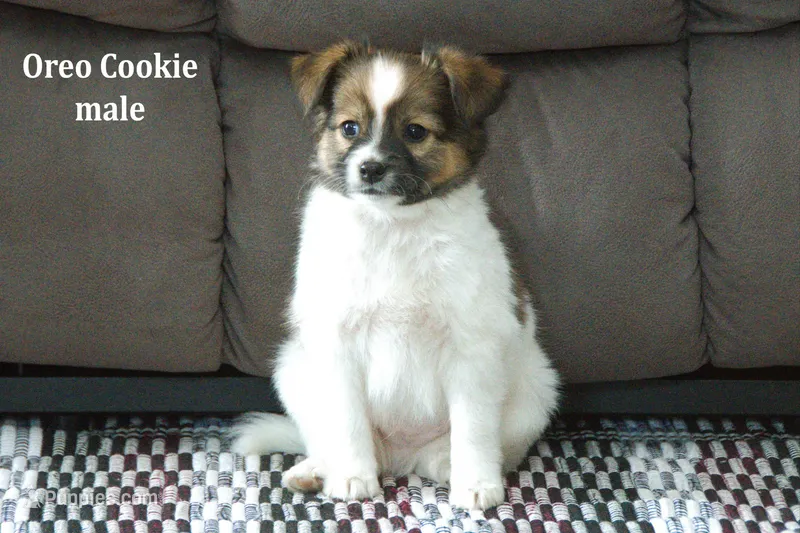 Oreo Cookie – Jack Russell Terrier, Pomeranian puppy for sale in Clare, MI