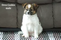 Oreo Cookie, a male Jack Russell Terrier and Pomeranian for sale in Clare, MI – Photo 1 of 3