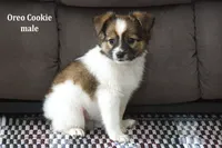 Oreo Cookie, a male Jack Russell Terrier and Pomeranian for sale in Clare, MI – Photo 3 of 3