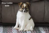 Oreo Cookie, a male Jack Russell Terrier and Pomeranian for sale in Clare, MI – Photo 2 of 3