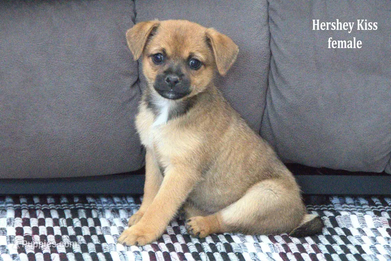 Hershey Kiss – Jack Russell Terrier, Pomeranian puppy for sale in Clare, MI