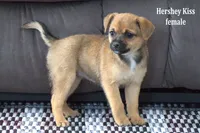 Hershey Kiss, a female Jack Russell Terrier and Pomeranian for sale in Clare, MI – Photo 3 of 3