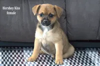 Hershey Kiss, a female Jack Russell Terrier and Pomeranian for sale in Clare, MI – Photo 2 of 3