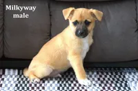 Milkyway , a male Jack Russell Terrier and Pomeranian for sale in Clare, MI – Photo 1 of 3