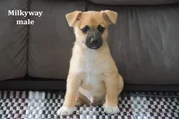 Milkyway , a male Jack Russell Terrier and Pomeranian for sale in Clare, MI – Photo 3 of 3