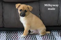 Milkyway , a male Jack Russell Terrier and Pomeranian for sale in Clare, MI – Photo 2 of 3