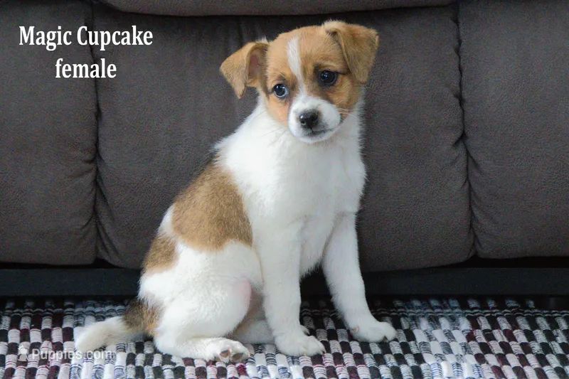Magic Cupcake – Jack Russell Terrier, Pomeranian puppy for sale in Clare, MI