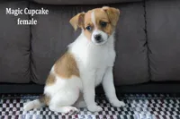 Magic Cupcake, a female Jack Russell Terrier and Pomeranian for sale in Clare, MI – Photo 1 of 3