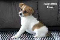 Magic Cupcake, a female Jack Russell Terrier and Pomeranian for sale in Clare, MI – Photo 2 of 3