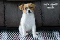 Magic Cupcake, a female Jack Russell Terrier and Pomeranian for sale in Clare, MI – Photo 3 of 3