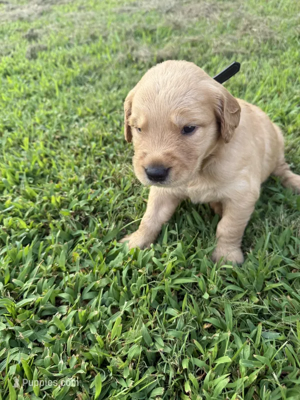 Black collar – Golden Retriever puppy for sale in Dickson, TN