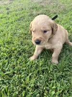 Black collar, a male Golden Retriever for sale in Dickson, TN – 1 of 3