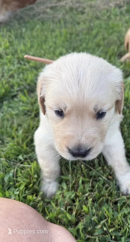 Beige collar – Golden Retriever puppy for sale in Dickson, TN