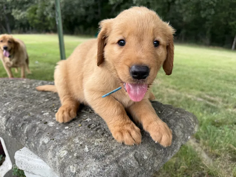 Blue Collar – Golden Retriever puppy for sale in Dickson, TN