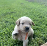 Orange collar , a male Golden Retriever for sale in Dickson, TN – 2 of 2