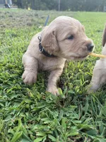 Black collar, a male Golden Retriever for sale in Dickson, TN – 3 of 3