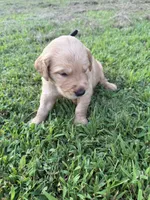 Black collar, a male Golden Retriever for sale in Dickson, TN – 2 of 3
