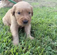 Green collar , a male Golden Retriever for sale in Dickson, TN – 3 of 3