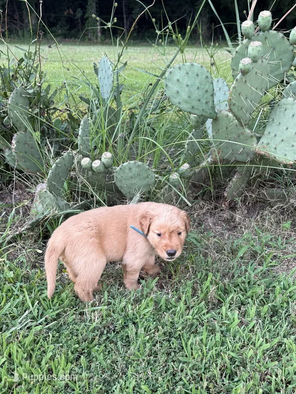 Blue Collar – Golden Retriever puppy for sale in Dickson, TN