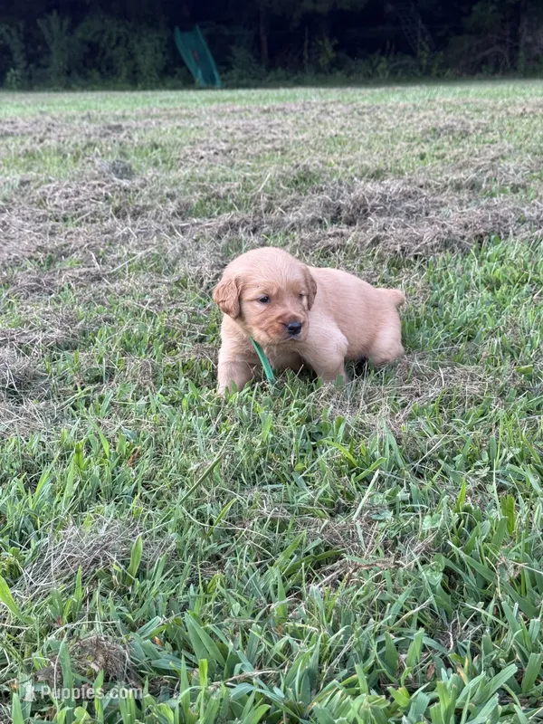 Blue Collar – Golden Retriever puppy for sale in Dickson, TN