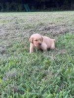 Blue Collar, a male Golden Retriever for sale in Dickson, TN – 1 of 2