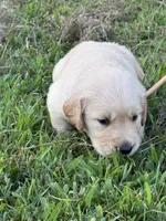 Beige collar, a male Golden Retriever for sale in Dickson, TN – 2 of 3