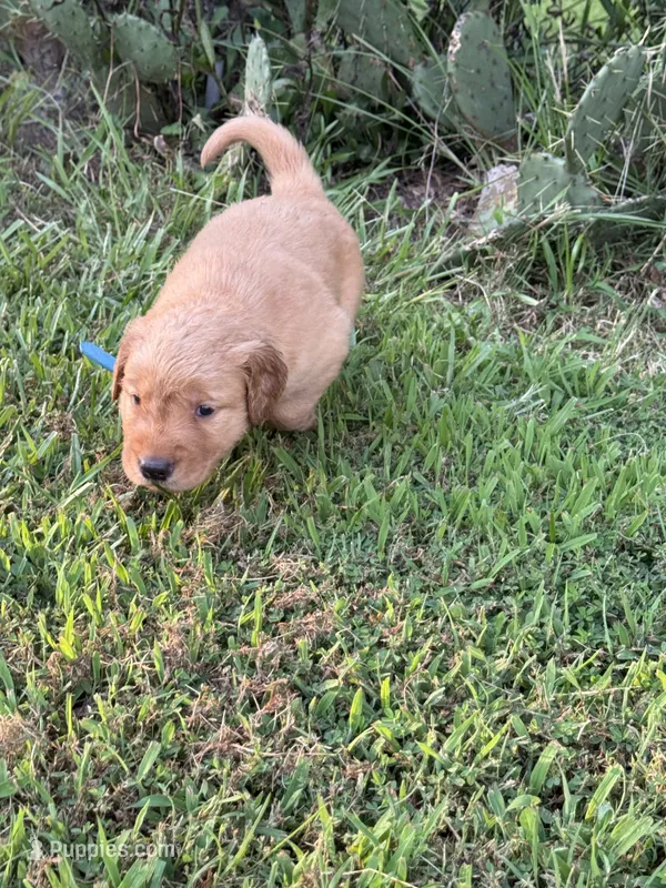Blue Collar – Golden Retriever puppy for sale in Dickson, TN