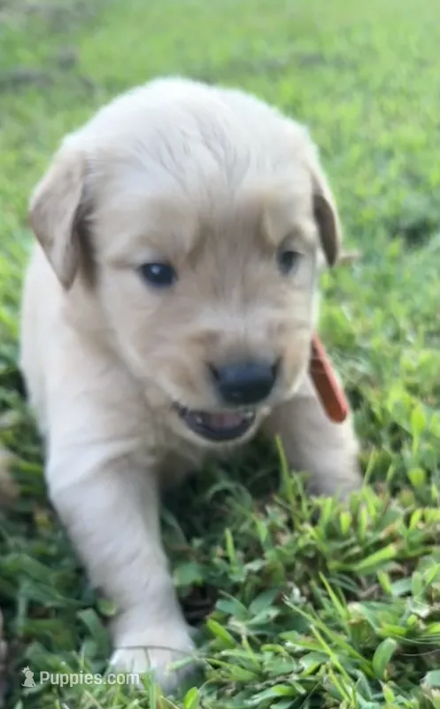 Orange collar  – Golden Retriever puppy for sale in Dickson, TN