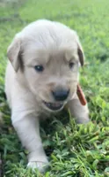 Orange collar , a male Golden Retriever for sale in Dickson, TN – 1 of 2