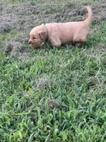 Blue Collar, a male Golden Retriever for sale in Dickson, TN – 2 of 2