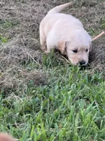 Beige collar, a male Golden Retriever for sale in Dickson, TN – 3 of 3