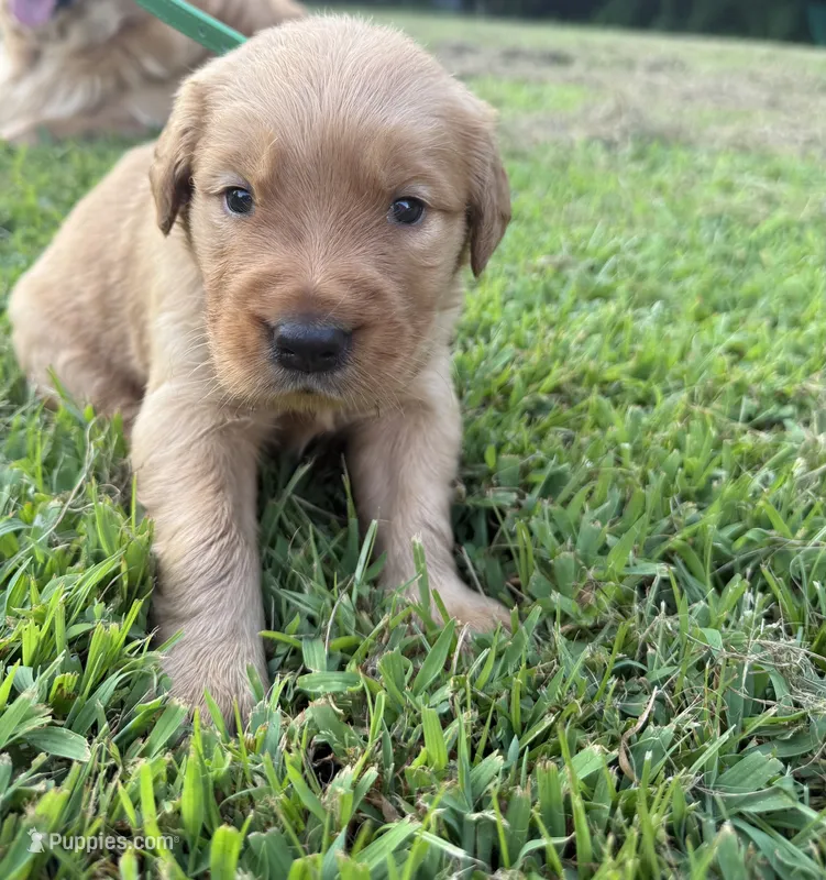Green collar  – Golden Retriever puppy for sale in Dickson, TN
